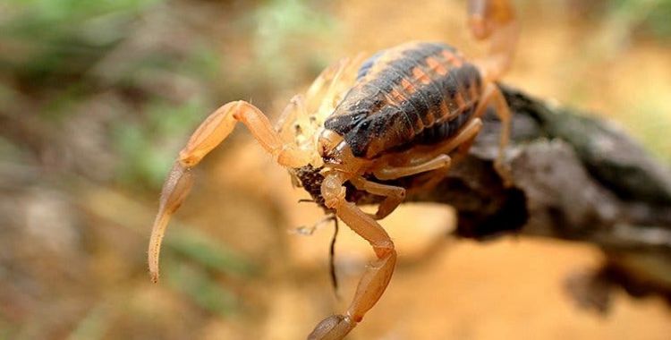 tips to prevent scropions stings