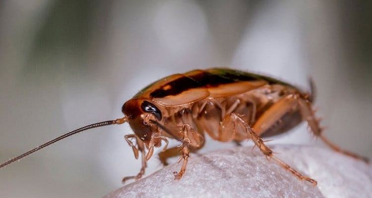 get rid of german cockroaches in Tucson