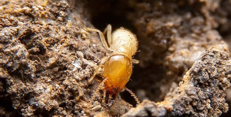 termite