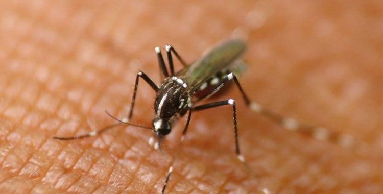 Mosquito control services in Tucson