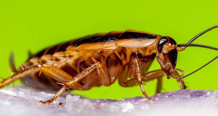 cockroach control tucson