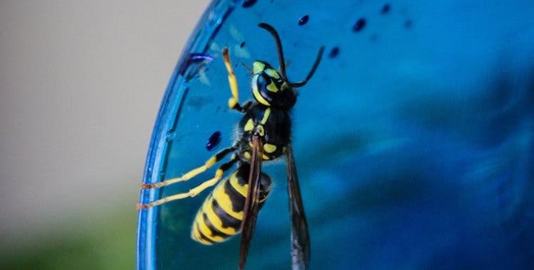 wasps in tucson