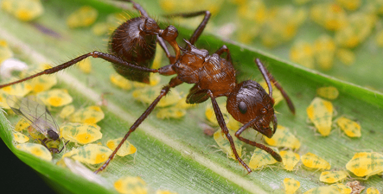 ant control in Tucson
