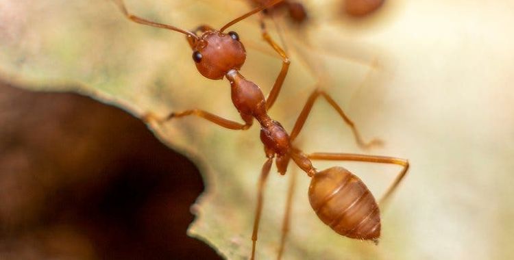 Ant control in Tucson