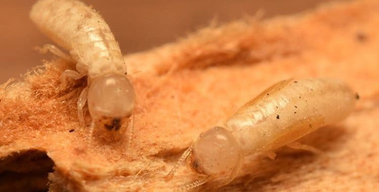 termite control tucson