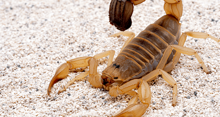 scorpion control services in Tucson