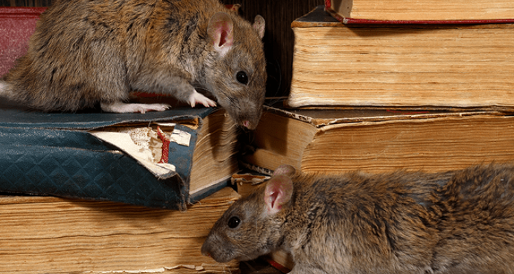 rodent control in Tucson