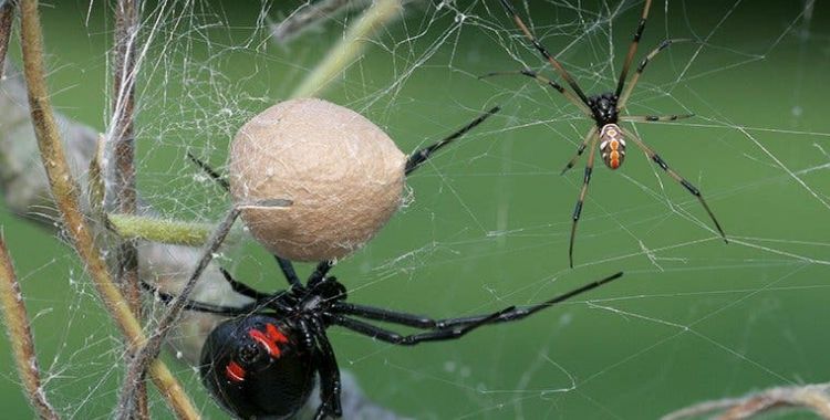 spiders in tucson