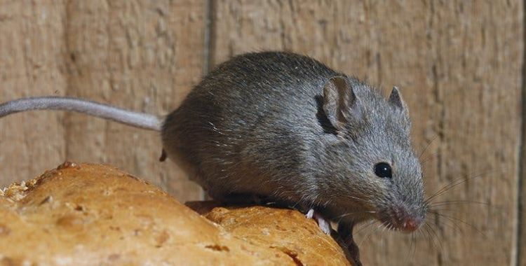 mice in Tucson homes