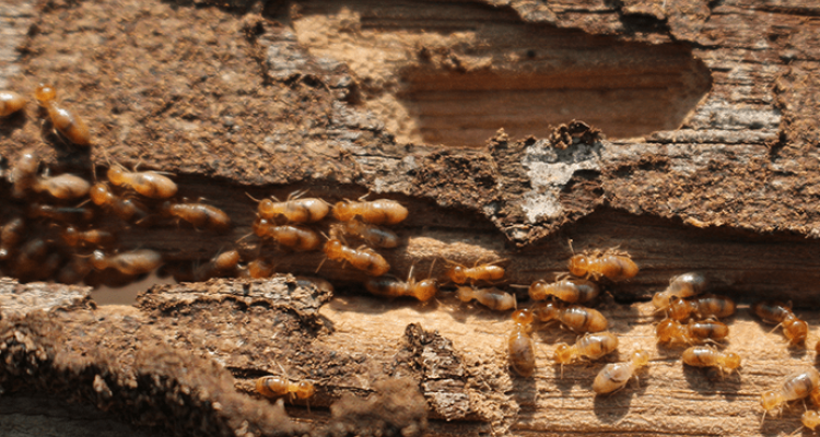 termite treatment in Tucson
