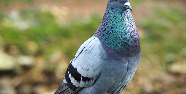 pest control services tucson